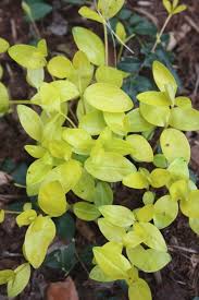 Attēlu rezultāti vaicājumam “Vinca minor leaf”