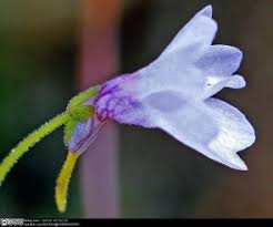 Attēlu rezultāti vaicājumam “Lentibulariaceae”