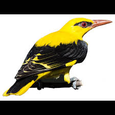 Attēlu rezultāti vaicājumam “Oriolus oriolus male”