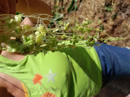 Attēlu rezultāti vaicājumam “Lemna minor”