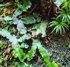 Attēlu rezultāti vaicājumam “Hymenostylium recurvirostrum macro”