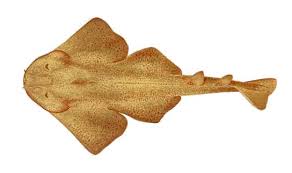 Image result for Squatina dumeril