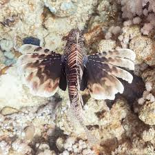 Image result for Pterois miles