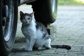 Afbeeldingsresultaat voor katten