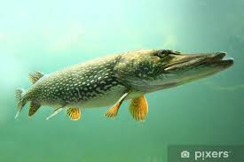 Image result for Esox lucius