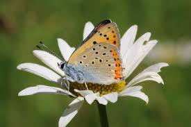 Attēlu rezultāti vaicājumam “Lycaena alciphron underside”