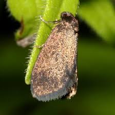 Attēlu rezultāti vaicājumam “Psyche casta”