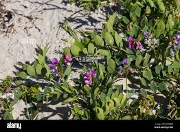 Attēlu rezultāti vaicājumam “Lathyrus japonicus subsp. maritimus”