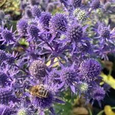 Image result for Eryngium `Blue Hobbit`
