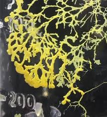 Attēlu rezultāti vaicājumam “Physarum globuliferum spores”