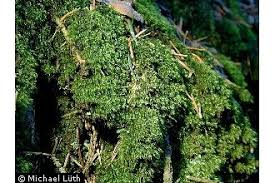 Attēlu rezultāti vaicājumam “Dicranales”