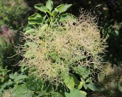 Attēlu rezultāti vaicājumam “Cotinus coggygria flower”