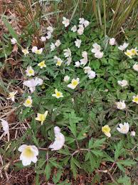 Attēlu rezultāti vaicājumam “Anemone x lipsiensis”
