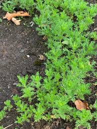 Attēlu rezultāti vaicājumam “Matricaria discoidea”