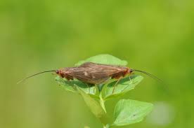 Attēlu rezultāti vaicājumam “Potamophylax”