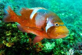 Image result for Chrysoblephus laticeps