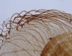 Attēlu rezultāti vaicājumam “Cribraria cancellata var. fusca spores”