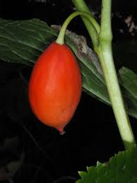 Attēlu rezultāti vaicājumam “Podophyllum hexandrum fruit”
