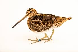 Image result for Gallinago gallinago