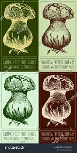 Attēlu rezultāti vaicājumam “Calvatia excipuliformis”