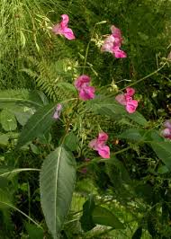 Image result for Impatiens glandulifera