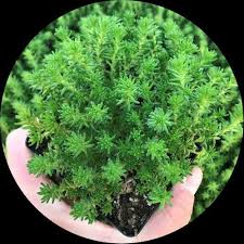 Attēlu rezultāti vaicājumam “Sedum pallidum”