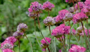 Image result for Grasnelke