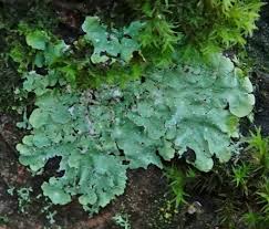 Attēlu rezultāti vaicājumam “Punctelia subrudecta”