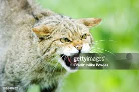 Attēlu rezultāti vaicājumam “Felis silvestris catus adult”