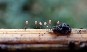 Attēlu rezultāti vaicājumam “Comatricha nigra macro”