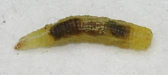 Attēlu rezultāti vaicājumam “Syrphus larva”