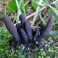 Attēlu rezultāti vaicājumam “Xylaria polymorpha”