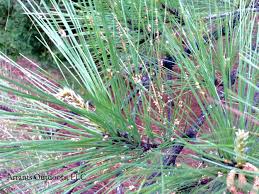 Attēlu rezultāti vaicājumam “Coleosporium sp.”