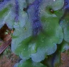 Attēlu rezultāti vaicājumam “Pellia neesiana”