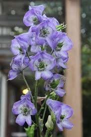 Attēlu rezultāti vaicājumam “Aconitum napellus flower”
