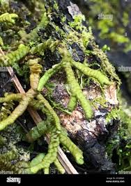 Attēlu rezultāti vaicājumam “Porella platyphylla”