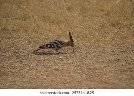 Attēlu rezultāti vaicājumam “Corynephorus canescens fruit”