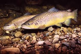 Image result for Salmo pellegrini