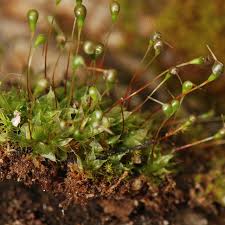 Attēlu rezultāti vaicājumam “Funariales”