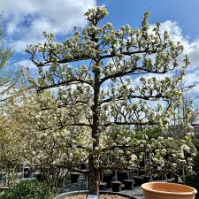 Attēlu rezultāti vaicājumam “Pyrus communis”