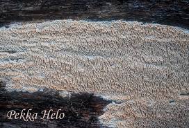 Attēlu rezultāti vaicājumam “Ceriporiopsis aneirina”