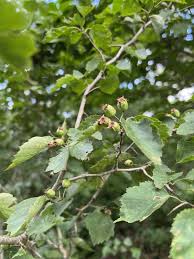 Attēlu rezultāti vaicājumam “Crataegus macracantha”