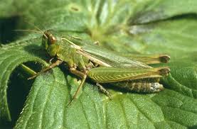 Attēlu rezultāti vaicājumam “Omocestus viridulus”