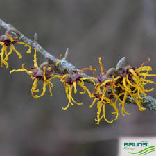 Attēlu rezultāti vaicājumam “Hamamelis japonica”