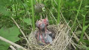 Attēlu rezultāti vaicājumam “Sylvia borin nest”