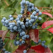 Attēlu rezultāti vaicājumam “Trifolium montanum fruit”