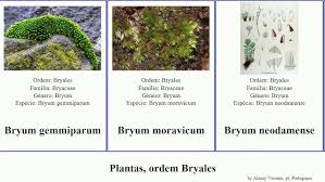 Attēlu rezultāti vaicājumam “Bryum moravicum”