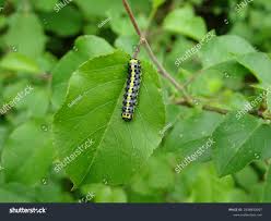 Attēlu rezultāti vaicājumam “Diloba caeruleocephala larva”