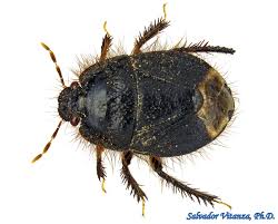 Attēlu rezultāti vaicājumam “Cydnidae”