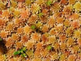 Attēlu rezultāti vaicājumam “Sphagnum contortum”